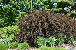 Summer Wine Ninebark (Physocarpus opulifolius 'Seward') at Colonial Gardens