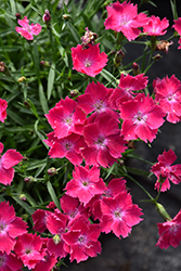 Kahori Scarlet Pinks (Dianthus 'Kahori Scarlet') at Colonial Gardens