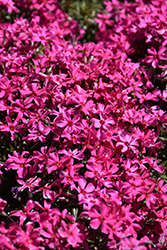 Scarlet Flame Moss Phlox (Phlox subulata 'Scarlet Flame') at Colonial Gardens