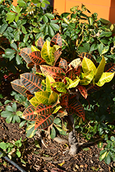Variegated Croton (Codiaeum variegatum var. pictum) at Colonial Gardens