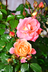 Peach Drift Rose (Rosa 'Meiggili') at Colonial Gardens