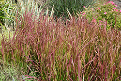 Red Baron Japanese Blood Grass (Imperata cylindrica 'Red Baron') at Colonial Gardens