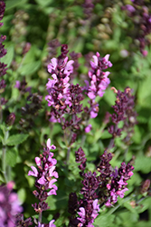 New Dimension Rose Meadow Sage (Salvia nemorosa 'New Dimension Rose') at Colonial Gardens