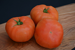 Classic Beefsteak Tomato (Solanum lycopersicum 'Beefsteak') at Colonial Gardens