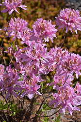 Orchid Lights Azalea (Rhododendron 'Orchid Lights') at Colonial Gardens